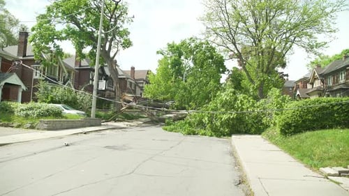 a Dolly shot showcasing a wide view of the tree that fell during a massive storm, onto the powerline