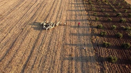 Flock of sheep in a field