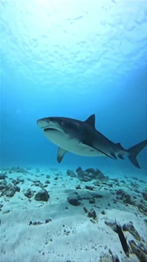 Tiger Shark Underwater Swimming Above Coral Reef