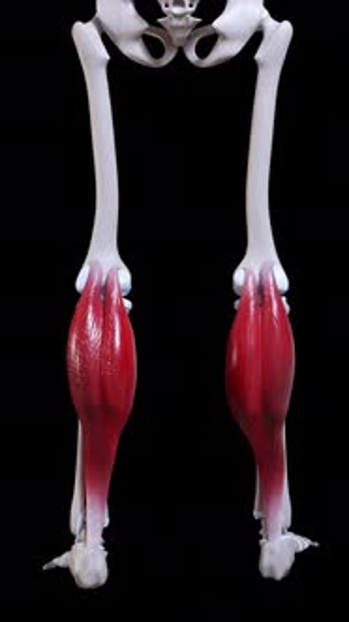 Gastrocnemius Muscle Movement Back View Vertical Video