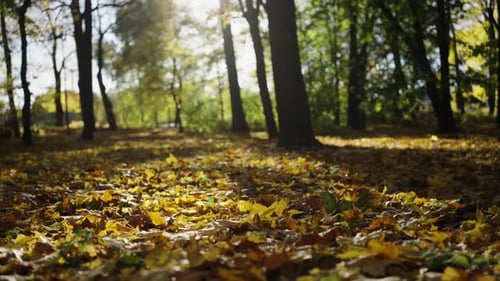 Slider Shot Autumn City Park bei sonnigem Wetter Gelbe Blätter bedecken den ganzen Boden
