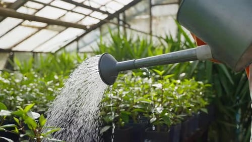 Closeup View of Watering Can in Hands of Female Gardener in Greenhouse in Sunny Weather