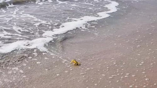 Tiny Crab On The Beach