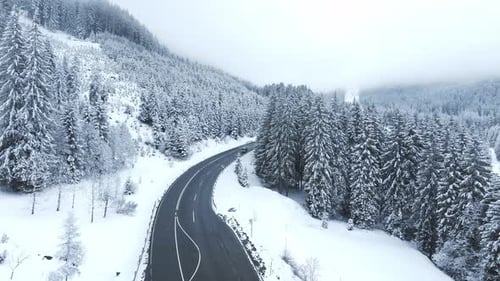 Forest in Snow