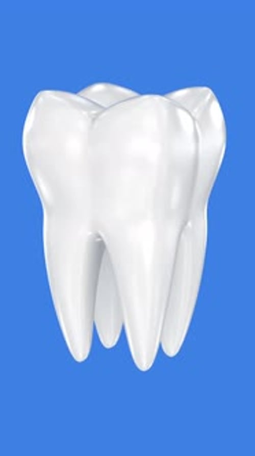 Clean 3D Looping Tooth Animation for Dental Science