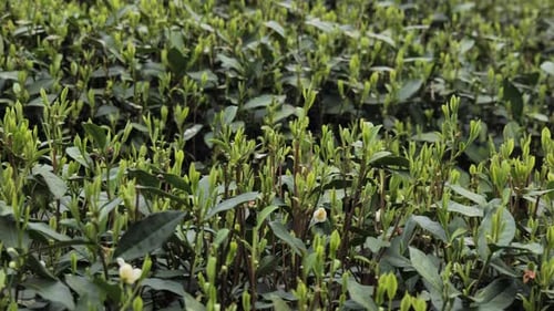 Close Up of Woman Picking Longjing Tea Leaves in the Tea Garden Hangzhou China High Quality Footage