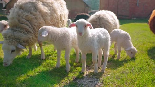 Gruppe von Schafen auf der Farm - Nahaufnahme