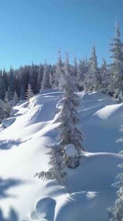 Aerial View of SnowCovered Forest in Winter at Daytime in Mountainous Region