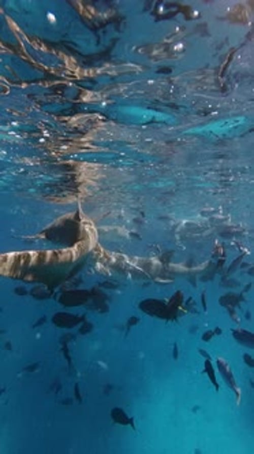 Tropical Sea Life with Sharks and a Lot of Tropical Fishes Underwater in Sea Vertical View