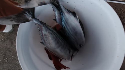 Slow Motion Shot of Freshly Caught Fish Inside a Bucket