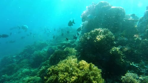 4k video footage of a school of fish swimming deep in the ocean