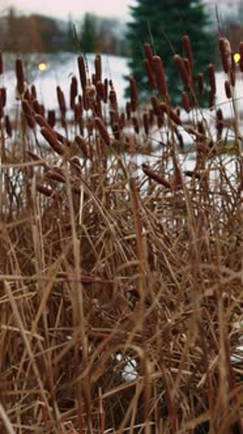 Dry cattails move in cold winter air over frozen marsh with warm light blur