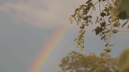 View Of A Rainbow In The Sky Over Tree Foliage At Daytime. - Selective Focus Shot