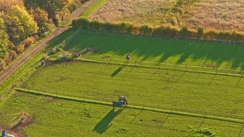 Peaceful Drone View of Horses Grazing in a Large Green Pasture