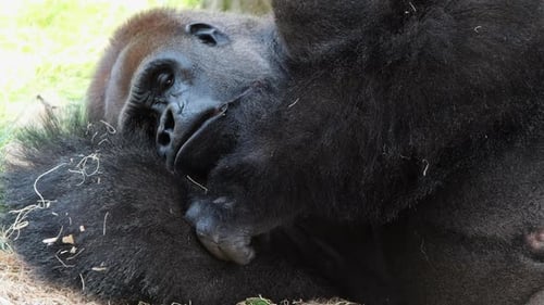 Close up of Western lowland gorilla napping in shade on hot sunny day