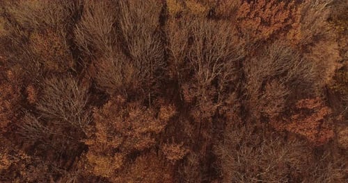 Aerial View Autumn Forest Drone Flyover Brown Trees