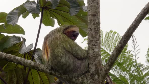 Cute sloth yawning after waking up from a nap, Nature Stock Footage ft ...