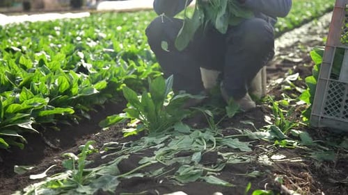 A man harvesting spinach
