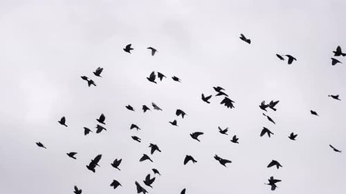Dark Bird Flock Flying Against a Bright Sky