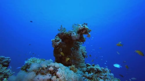 Escena de arrecifes: corales y peces