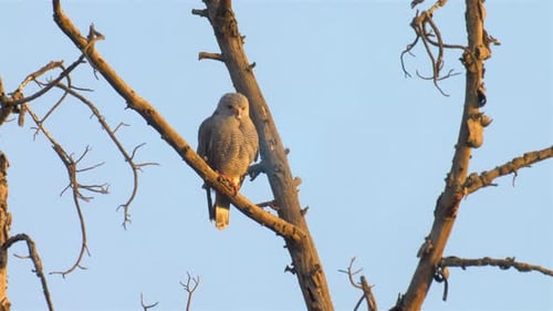 hawk on tree,Africa