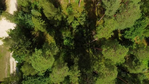Green vibrant forest on sunny day, aerial top down descend view