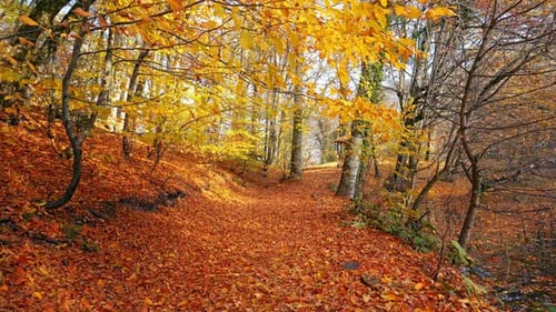 Autumn Forest Gimbal Walk - 4K