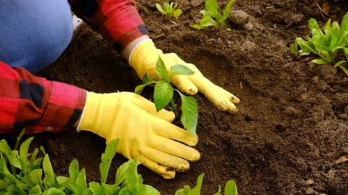 Hand of Gardener Seedling Young Vegetable Plant in the Fertile Soil