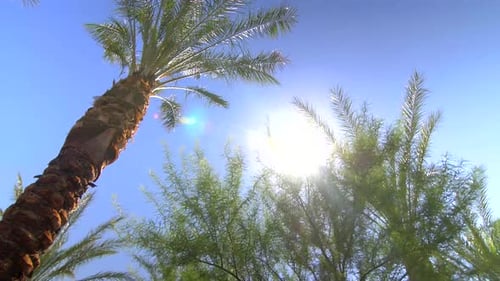 Palm trees against blue sky and bright sunlight