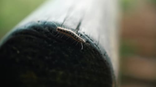 Black Caterpillar With Long Hair Creeping On Lying Wooden Post. - Selective Focus, Close Up