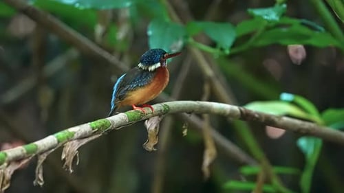 Blue-eared Kingfisher Bird With Dagger-like Bill Resting On The Branch. Close-up Shot