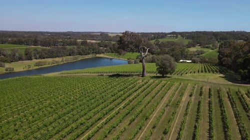 Aerial flyover beautiful vineyard grape field and natural lake during sunny day. Farm in Margaret ri