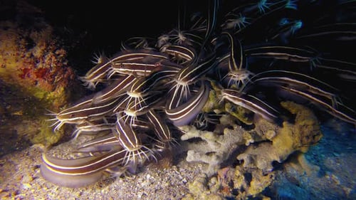 Underwater Catfish Tropical Reef