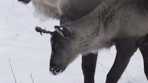 Filhotes de renas caribus pastando em áreas selvagens cobertas de neve nos territórios do Yukon, Canadá. Câmera lenta Sh