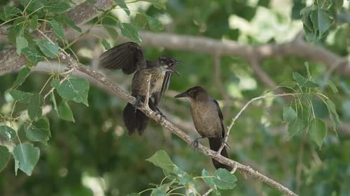 Common grackle trying to get food from its mother
