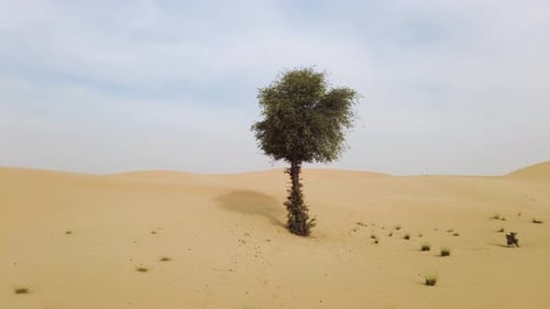 Tree in the Desert in UAE