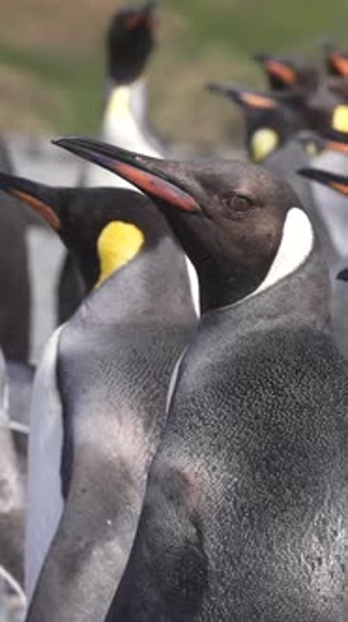 King Penguins Colony, Vertical View, Close Up