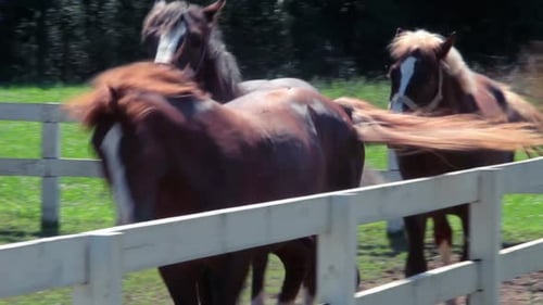 Horses at Horse Farm/Horses in Fenced Area at Ranch/Group of Young Horses