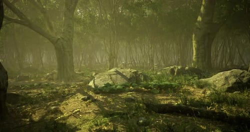 Serenity in a Lush Forest During Early Morning Light