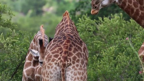 Eine mittlere Nahaufnahme von vier männlichen Giraffen, die sich sanft aneinander schmiegen, Kruger-Nationalpark.