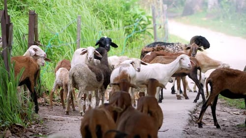 A herd of goats walking down a dirt road