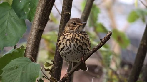 Beautiful thrush white belly with brown spots sitting on a branch and flying away