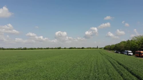 green barley and wheat fields aerial view