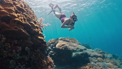 Woman freediver swims underwater and explores the vivid coral reef