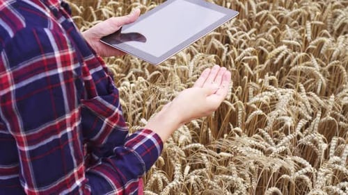 Woman businessman analyzing grain harvest. Farmers hands working with tablet PC in wheat field