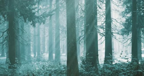 Misty Forest with Tall Trees and Soft Sunlight Filtering Through Branches