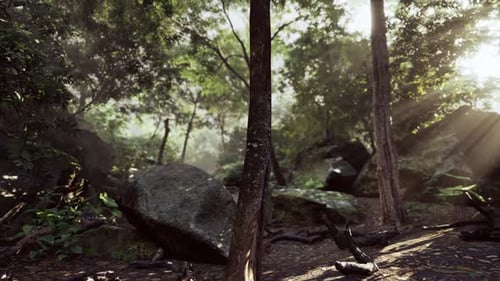 Sunlight Filtering Through Trees in Foggy Tropical Forest