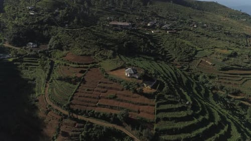 Dront shot of a village with Vegetable plantation.
