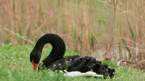 Australian Black Swan Sitting On The Grass. - close up shot