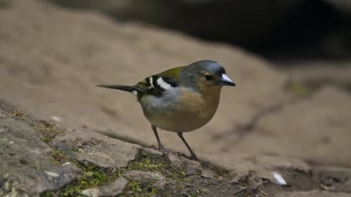 Close up of small colorful tropical bird standing on rocks, slow motion